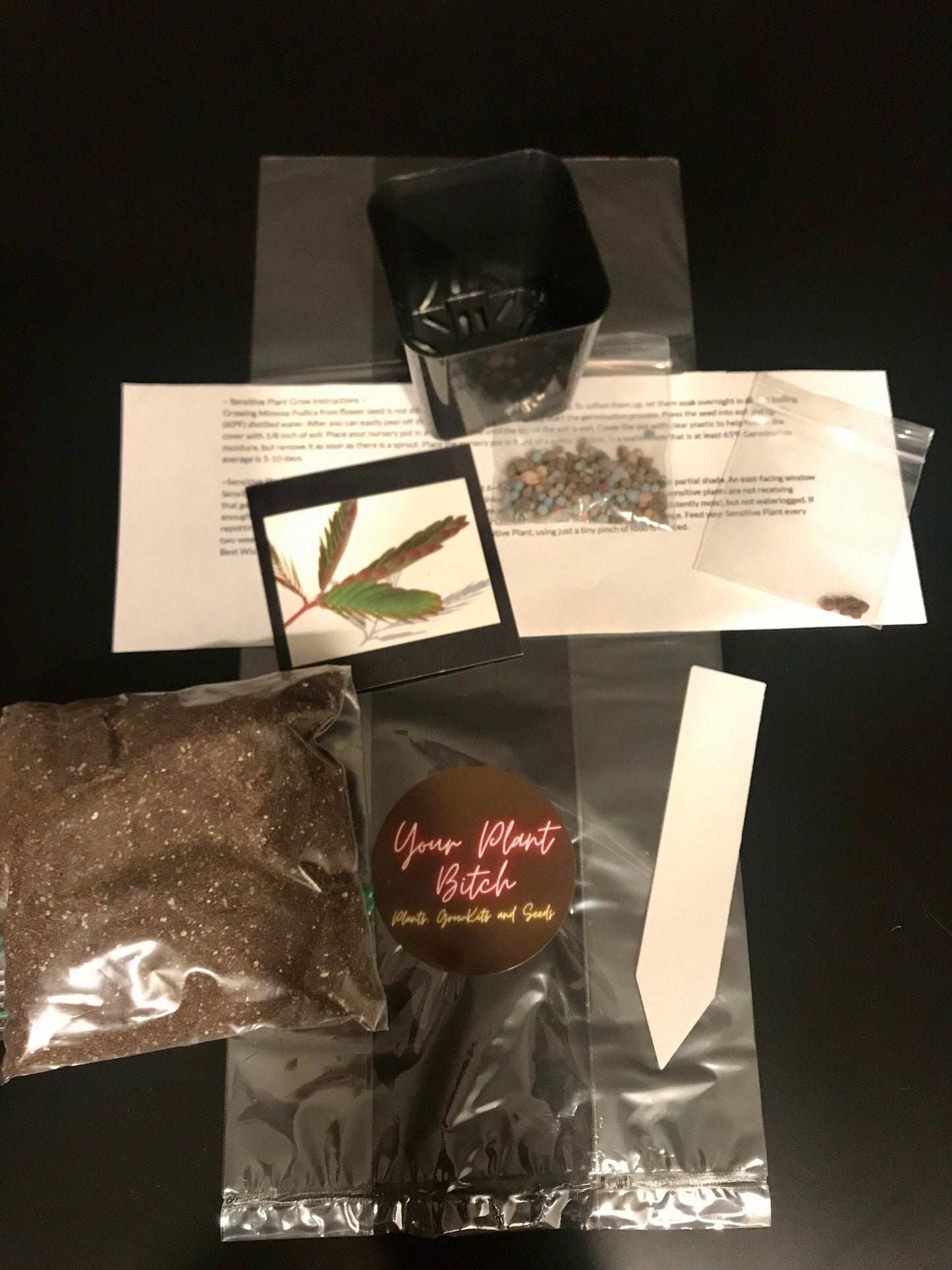 SMALL Mimosa Pudica Starter Grow Kit~Sensitive Plant~Touch-Me-Not~Sleepy Plant~Stocking Stuffers~Goodie Bags~Party Favors