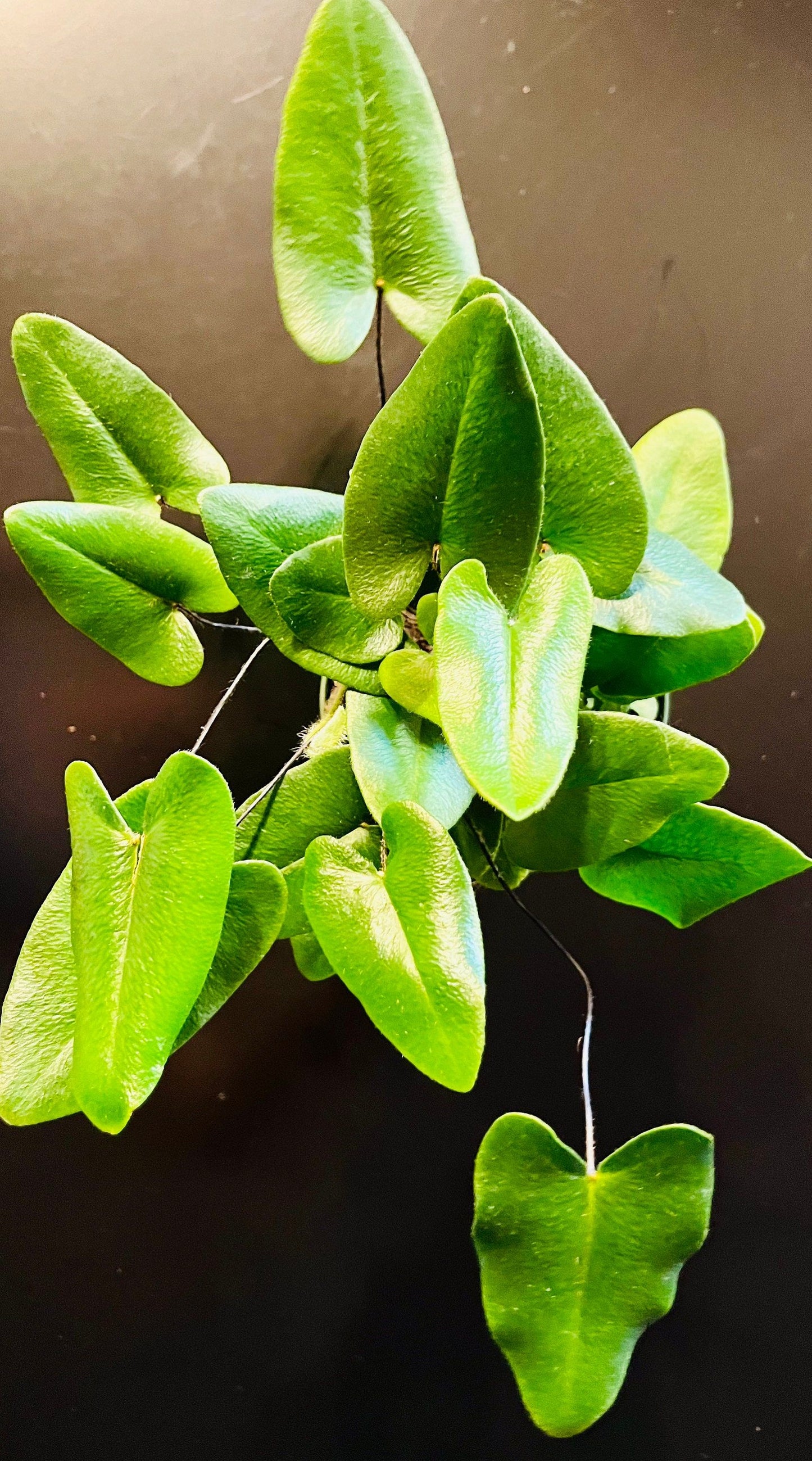 Heart Fern ~ Asplenium Scolopendrium ~ Hart’s-Tongue Fern