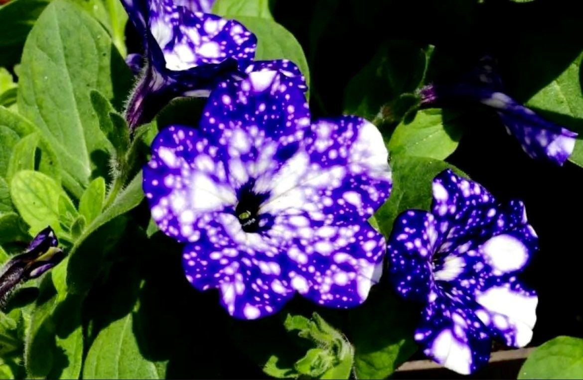 Petunia Starry Sky Blue Seeds ~ Night Sky ~ Grow Your Own ~ Spring Flowers ~ Instead of Flowers