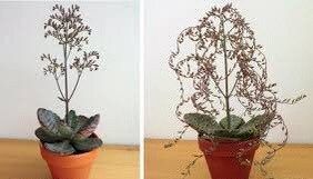Rare Kalanchoe “Desert Surprise” Seeds ~ Humilis ~ Cactus ~ Cacti ~ Pretty Flowers ~ Easy ~ Flowers ~ Plants