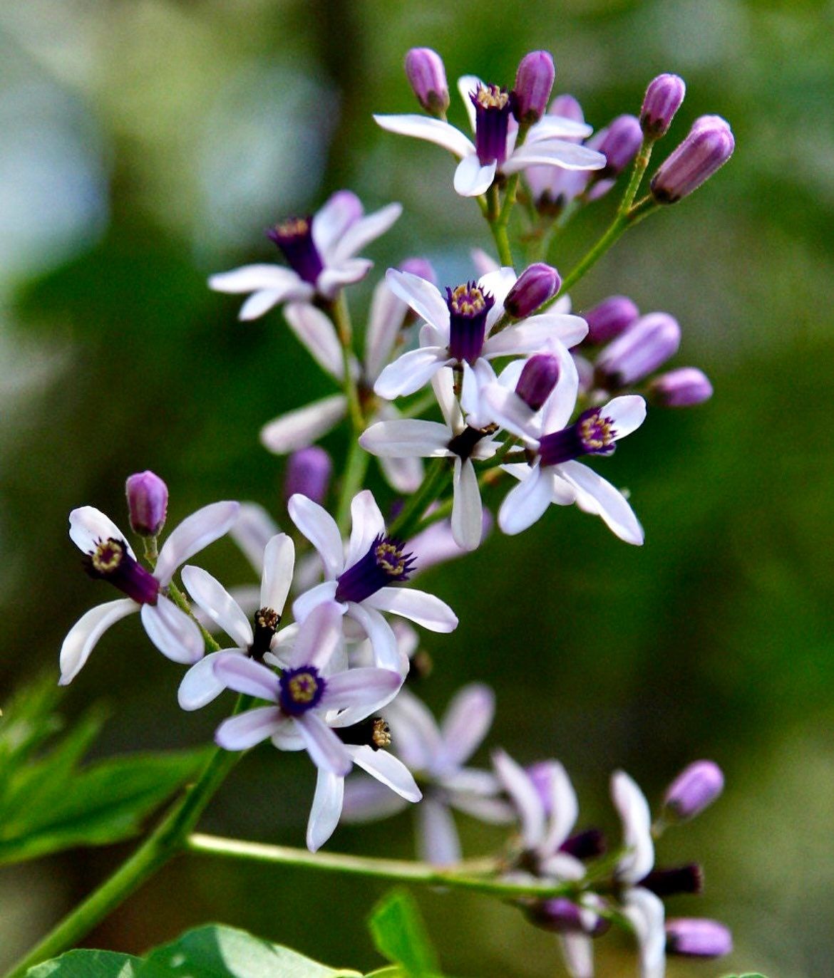exotic flower seeds Melia Azedarach Seeds ~ Chinaberry Tree ~ Exotic ~ Flowers ~ Garden ~ Plant ~ Flowers ~ Planting