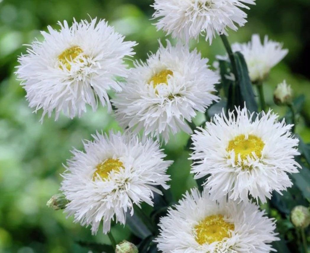 Crazy Ox Eye Daisy Seeds ~ Daisy ~ Cool Flowers ~ Grow Your Own ~ Butterflies ~ Bees ~ Perennials ~ Summer
