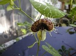 Aristolochia Fimbriata Seeds ~ White Veined Hardy Dutchman’s Pipe ~ Unique Plants ~ Cool Flowers