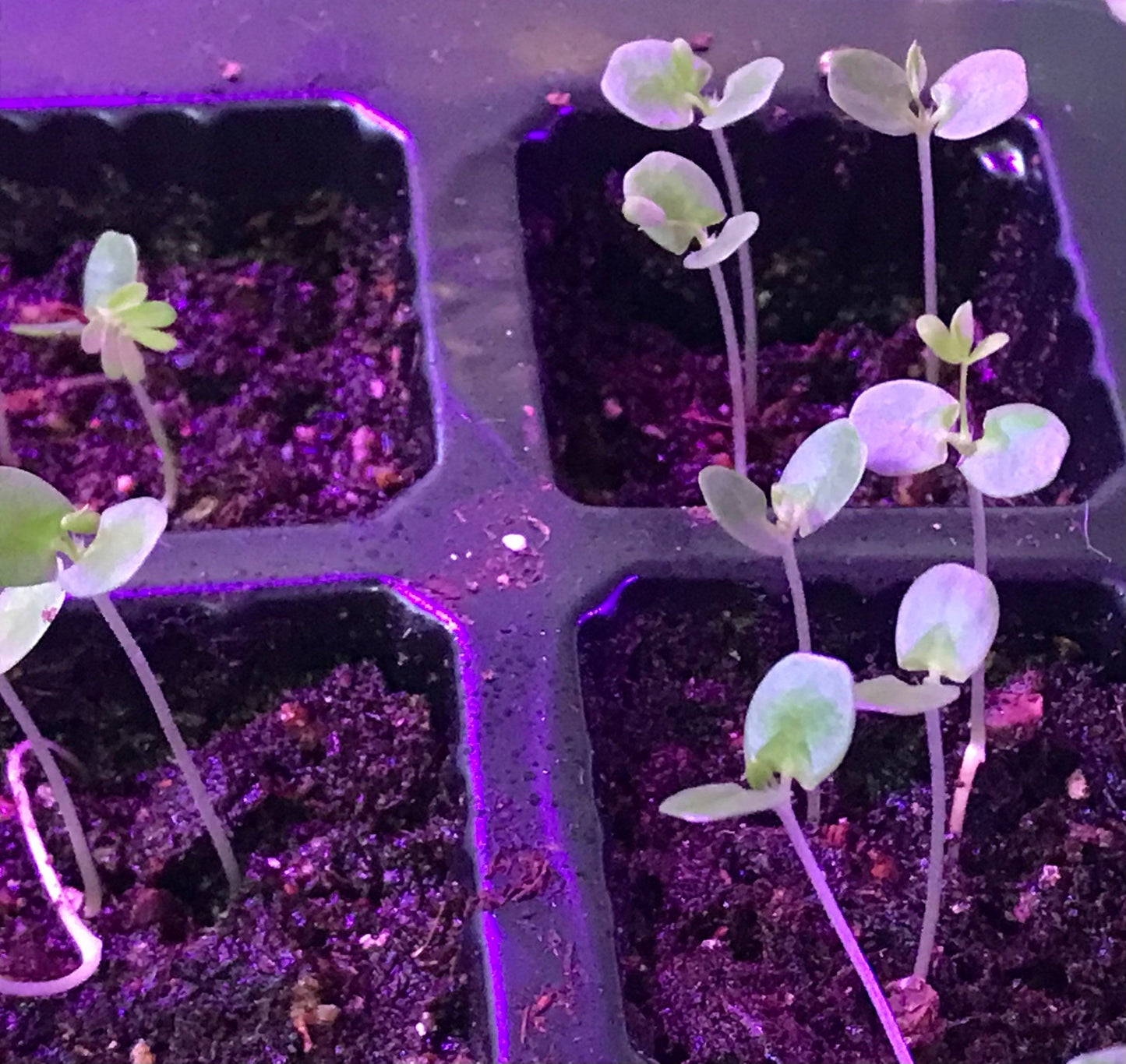 SMALL Mimosa Pudica Starter Grow Kit~Sensitive Plant~Touch-Me-Not~Sleepy Plant~Stocking Stuffers~Goodie Bags~Party Favors