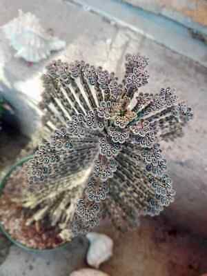 Blue Kalanchoe Flower Seeds ~ Succulent ~ Easy Care ~ Grow Your Own ~ Spring