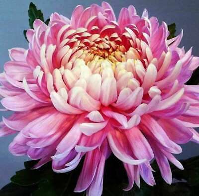 Japanese Pink Chrysanthemum Seeds ~ Cool Flowers ~ Rare ~ Heirloom ~ Beautiful