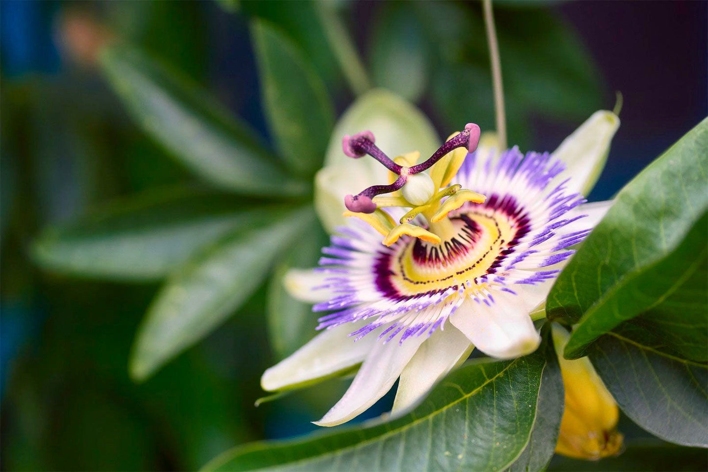 Purple Granadilla Seeds ~ Passionfruit ~ Maypop ~ Passionflower ~ True Passionflower ~ Wild Apricot ~ Wild Passion Vine