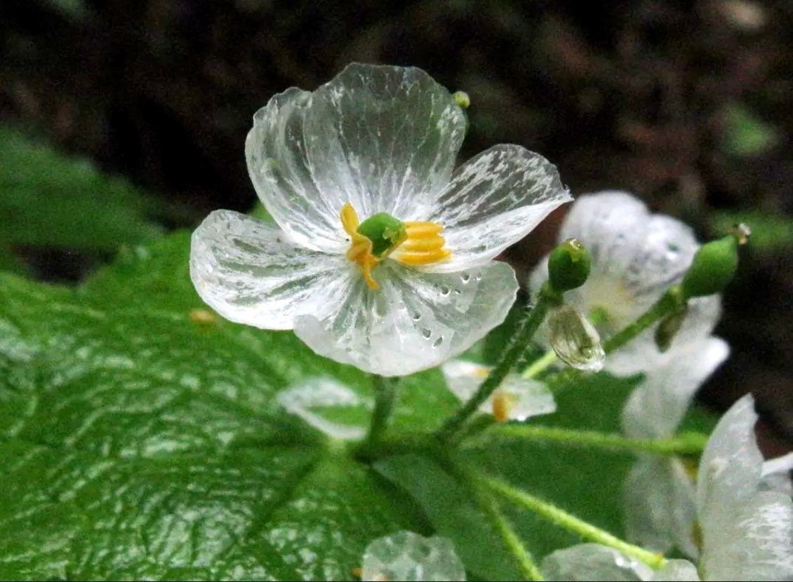 Skeleton Flower Seeds ~ Crystal Flower ~ Gray’s Double-Leaf ~ Twoflower ~ Diphylleia Grayi ~ Cool Flowers ~ Rare ~ Heirloom Seeds