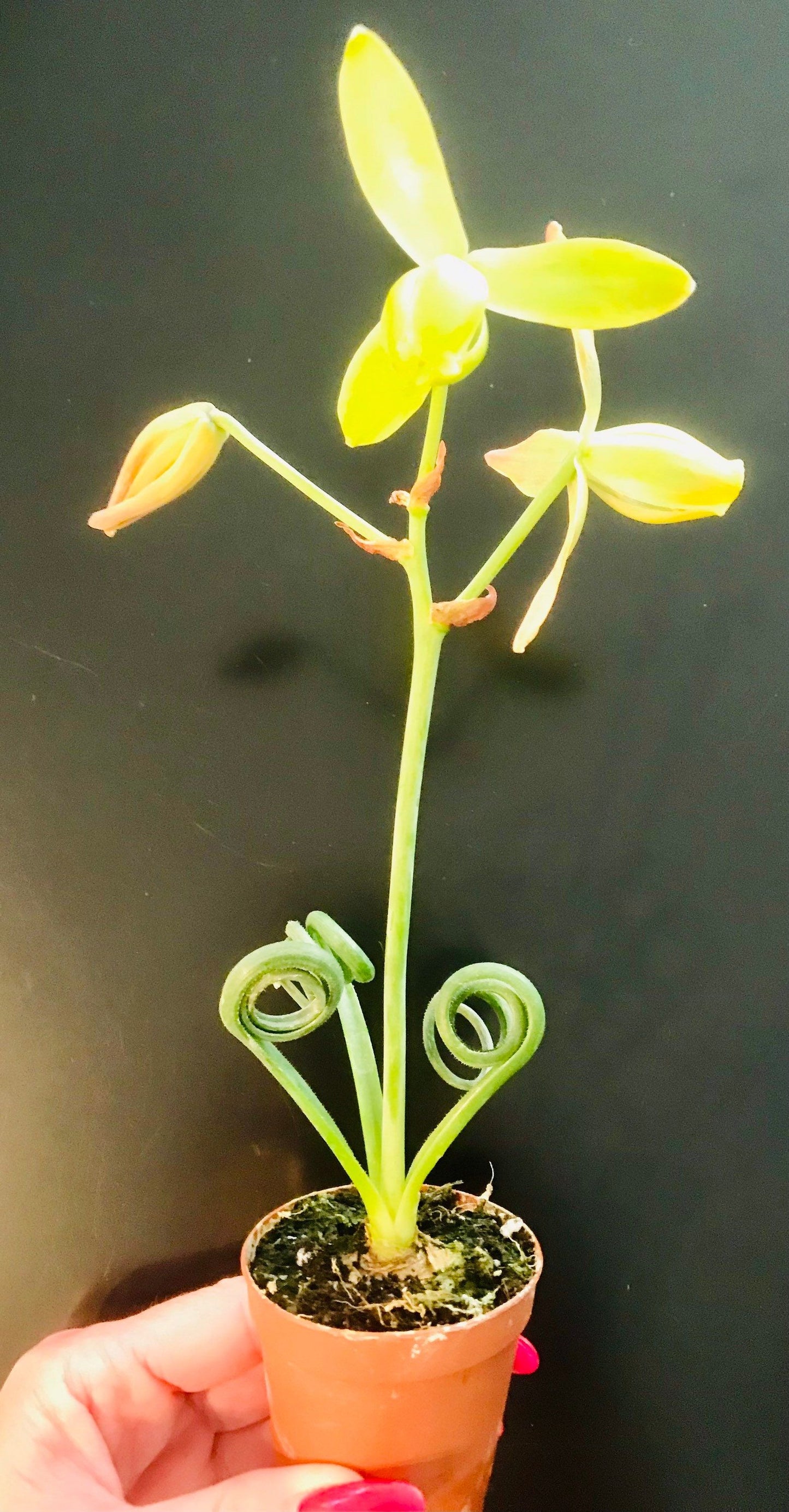 Frizzle Sizzle ~ Albuca Spiralis ~ Corkscrew Albuca ~ Albuca