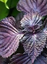 Purple Shiso Seeds ~ Perilla Frutescens ~ Japanese Basil ~ Zi Su ~ Garnish ~ Purple Basil ~ Red Mint