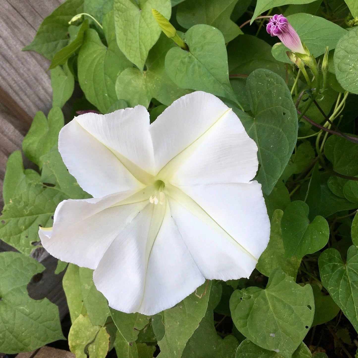 White Moon Vine Seeds ~ Moonflower ~ Ipomoea Alba ~ Tropical White ~ Morning Glory ~ Flowers ~ Pretty ~ Giant White Moonflower