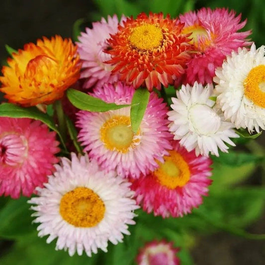 Mix Swiss Giant Strawflower Seeds ~ Golden Everlasting ~ Flower ~ Seeds ~ Gifts ~ Grow Your Own ~ Spring Flowers ~ Instead of Flowers