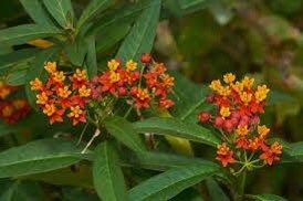 Bloodflower Seeds ~ Asclepias Curassavica ~ Milkweed ~ Seeds ~ Butterflies ~ Gifts ~ Grow Your Own ~ Spring Flowers ~ Instead of Flowers