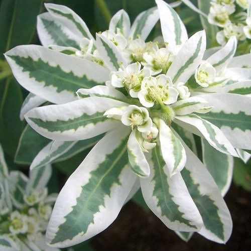 Euphorbia Marginata Seeds ~ Kilimanjaro ~ Rare Plants ~ Snow On The Mountain  ~ Spring Flowers ~ Instead of Flowers ~ Presents