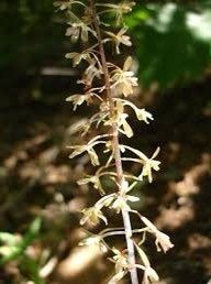 Crane-Fly Orchid Seeds ~ Tipularia Discolor ~ The Crippled Cranefly ~ Orchids ~ Usual Flowers ~ Exotic Flower