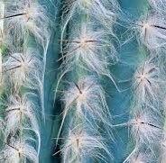 Rare Exotic Blue Pilosocereus Plameri Seeds ~ Columnar Cacti ~ Cacti ~ Grow Your Own ~ Spring Flowers ~ Instead of Flowers