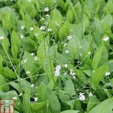 Alisma Plantago-Aquatica Seeds ~ Plants ~ Garden ~ Grow Your Own ~ Spring Flowers ~ Instead of Flowers