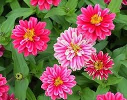 Zinnia “Zahara Double Raspberry Ripple” Seeds ~ Flower Seeds ~ Plants ~ Garden ~ Grow Your Own ~ Spring Flower ~ Instead of Flowers ~ Flower