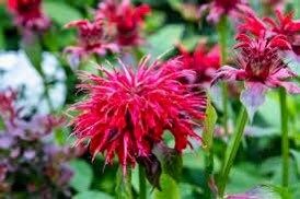 Scarlet Bee Balm Seeds ~ Monarda Didyma ~ Bees ~ Spring Time ~ Grow Your Own ~ Spring ~ Flowers