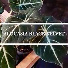 Black Velvet Elephant Ear ~ Giant Taro ~ Alocasia Reginula ~ Alocasia Black Velvet ~ Little Queen Alocasia Indoor Plants ~ Live House Plant