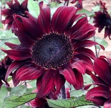 Rare Red Wave Sunflower Seeds ~ Helianthusds ~ Pretty Flowers ~ Garden ~ Fall ~ Heirloom Seeds ~ Autumn