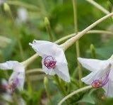 Mirabilis Longiflora ‘Fairy Trumpets’ Seeds ~ Sweet Four-o’clock ~ Fragrance ~ Fragrant Flowers