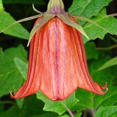 Rare Canary Island Bellflower Seeds ~ Canarina Canariensis ~ Exotic ~ Unique ~ Tropical