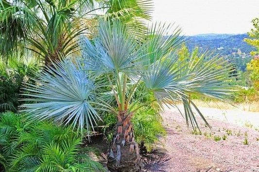 Mexican Blue Hesper Palm Tree Seeds ~ Brahea Armata ~ Mexican Blue Palm Tree ~ Grey Goddess Tropical ~ Exotic ~ Palm ~ Blue ~ Garden ~ Plams