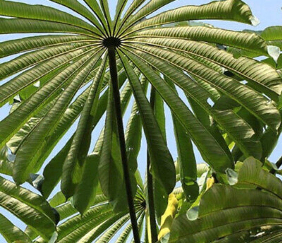 Umbrella Plant Seeds ~ Cyperus Alternifolius ~ Papyrus ~ Grow Your Own ~ Spring ~ Houseplants