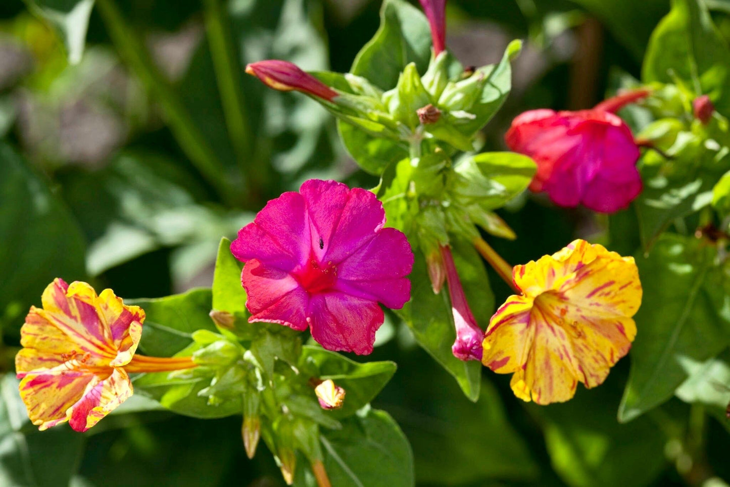 Mixed Marvel of Peru Seeds ~ Mirabilis Jalapa ~ 4 O’Clock Flower ~ Flowers ~ Trumpet ~ Fragrance ~ Vanilla