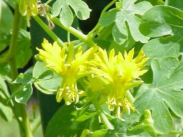 Yellow Canary Bird Vine Seeds ~ Tropaeolum Peregrinum ~ Canary Creeper ~ Canary Bird Flower ~ Edible Flowers ~ Bird Lovers ~ Exotic ~ Unique