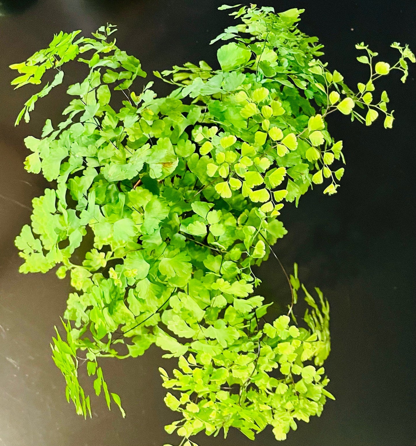 Maidenhair Fern ~ Adiantum Raddianum