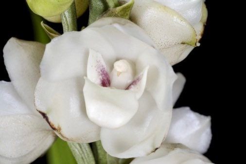 Holy Ghost Orchid Seeds ~ Peristeria Elata ~ Dove Orchid ~ Usual Flowers ~ Exotic Flower ~ Unique Flowers ~ Funky Plants