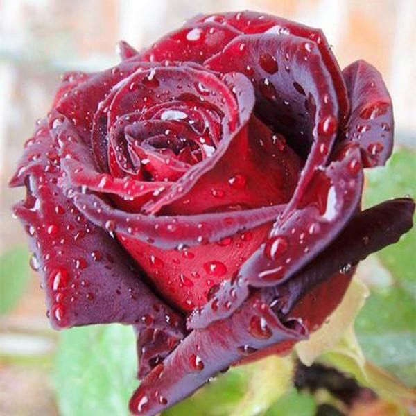 Blood Rose Seeds ~ Plants ~ Garden ~ Grow Your Own ~ Spring Flowers ~ Instead of Flowers ~ Presents