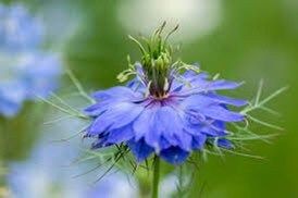 Nigella Damascena Miss Jekyll Light Blue Seeds ~ Love-in-the-Mist ~ Rare ~ Rare Plants