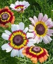 Mix Painted Daisy Seeds ~ Tanacetum Coccineum ~ Chrysanthemum Coccineum ~ Bouquets ~ Spring ~ Gardeners ~ Flowers