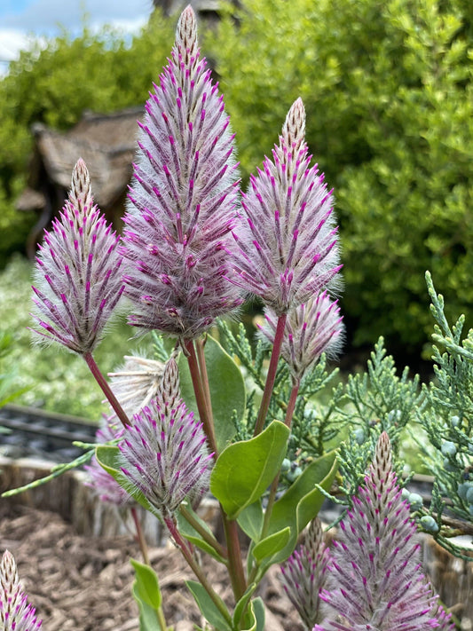 Ptilotus Joey Seeds ~ Joey Improved Ptilotus ~ Ptilotus Exaltatus ‘Joey Improved’ ~ Pretty Flower