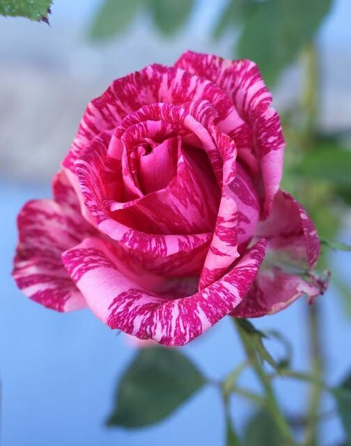 Bi Color Pink Rose Seeds ~ Flower Bush ~ Flowers ~ Roses ~ Fragrance ~ Bouquet ~ Wedding ~ Flowers ~ Valentine’s Day Flowers ~ Love ~ Gifts