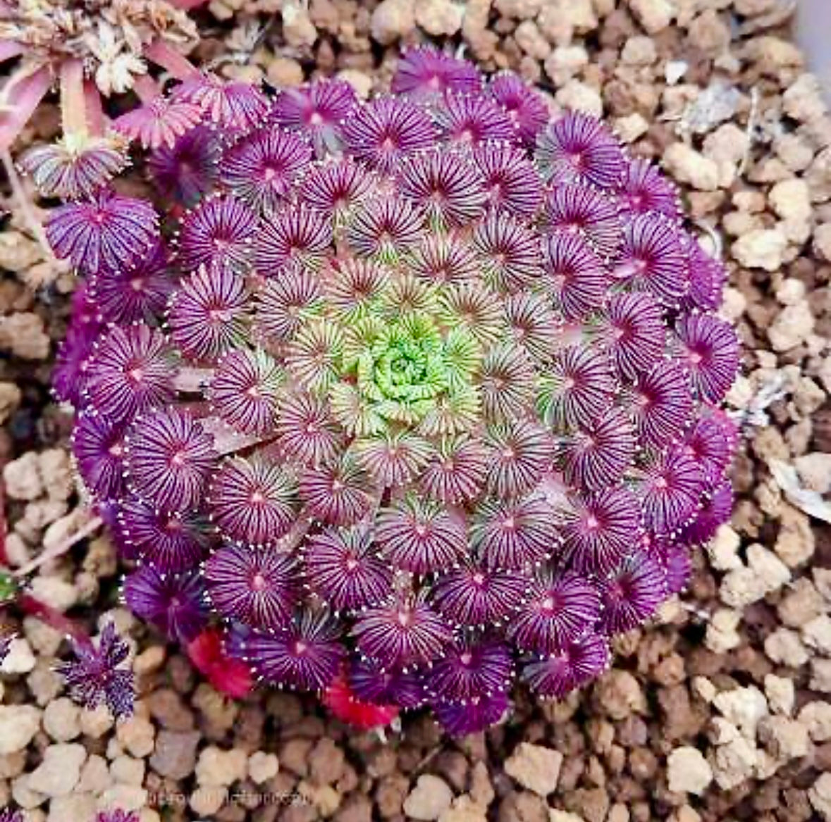 Oxalis Palmifrons Seeds ~ Palm Leaf Oxalis ~ Plants ~ Garden ~ Houseplants