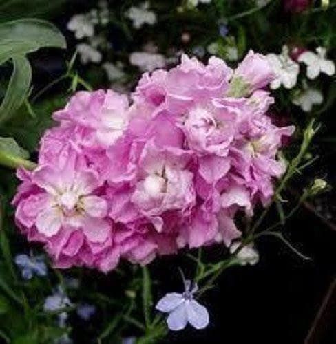 Cinderella Pink Flower Seeds ~ Flower ~ Seeds ~ Gifts ~ Grow Your Own ~ Spring Flowers ~ Instead of Flowers