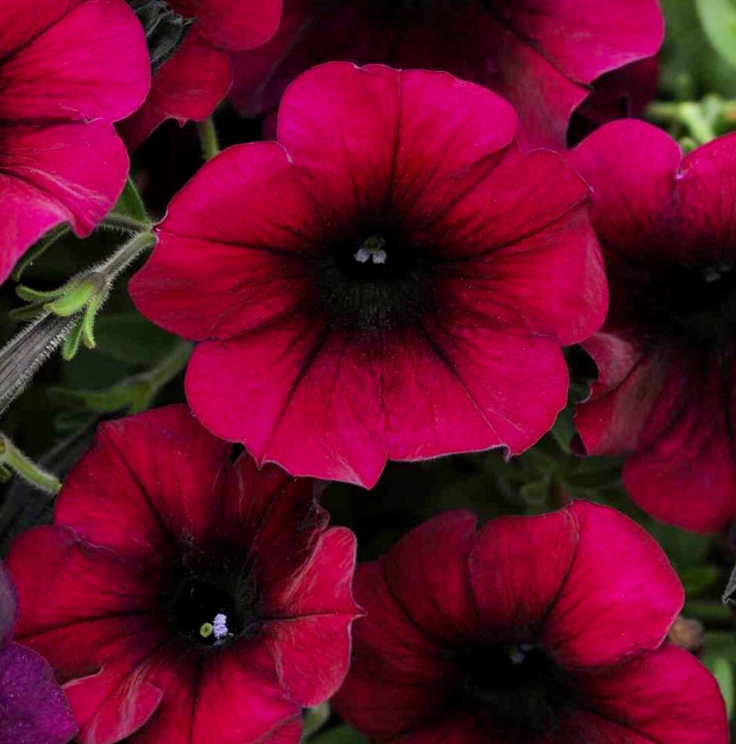 Burgundy Velour Wave Petunia Seeds ~ Petunia x Hybrida ~ Spring Flowers ~ Instead of Flowers ~ Flowers