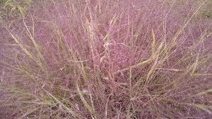 Purple Love Grass Seeds ~ Eragrostis Spectabilis ~ Unusual ~ Garden ~ Dried Flowers ~ Boho ~ Bouquets