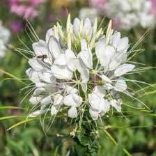 Giant White Queen Cleome Seeds