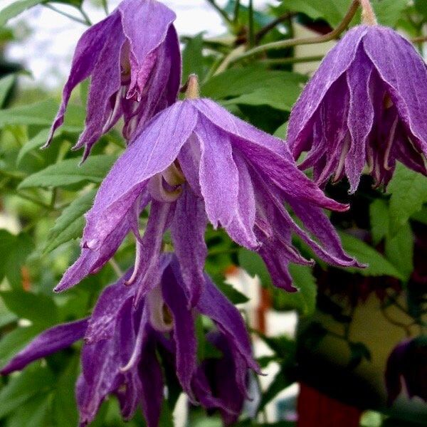 Mixed Clematis Double Large Flower Seeds ~ Macropetala ~  Fragrance Flowers ~ Garden ~ Grow Your Own ~ Spring Flowers ~ Instead of Flowers