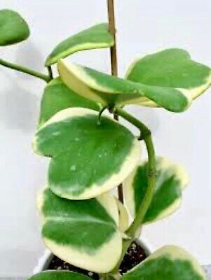 Hoya Kerrii Variegata Seeds ~ Sweetheart Plant Lucky ~ Heart Succulent Home ~