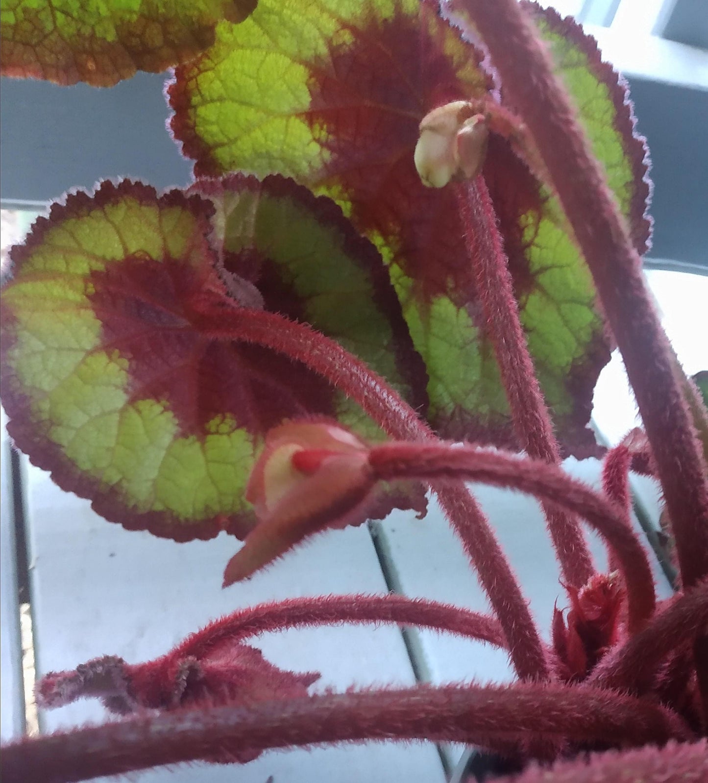 Red-Green Rex Begonias Seeds ~ Plants ~ Garden ~ Grow Your Own ~ Spring Flowers ~ Instead of Flowers ~ Flowers