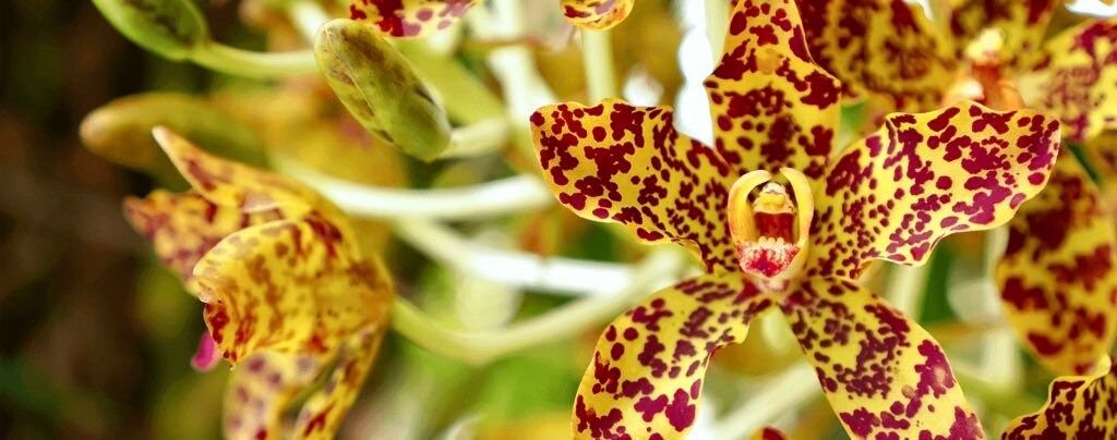 Tiger Orchid Seeds ~ Grammatophyllum Speciosum ~ Usual Flowers ~ Exotic Flower ~ Unique Flowers ~ Funky Plants