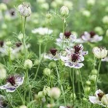 Nigella Papillosa Delft Blue Seeds ~ Forget Me Nots ~ Rare ~ Rare Plants ~ Grow Your Own ~ Spring Flowers