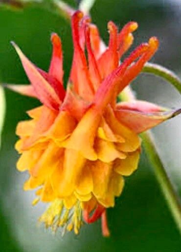 Double Yellow and Orange Columbine Seeds ~ Flower ~ Perennial Flowers ~ Blooms ~ Grow Your Own ~ Spring Flowers ~ Spring