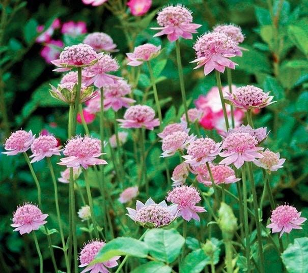 Rosea Astrantia Major Seeds ~ 'Star of Billion' ~ The Great Masterwort ~ Garden ~ Grow Your Own ~ Spring Flowers ~ Instead of Flowers